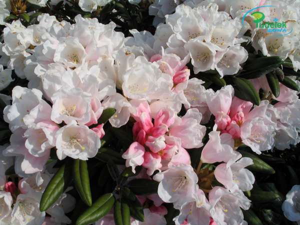 Rhododendron Edelweiß